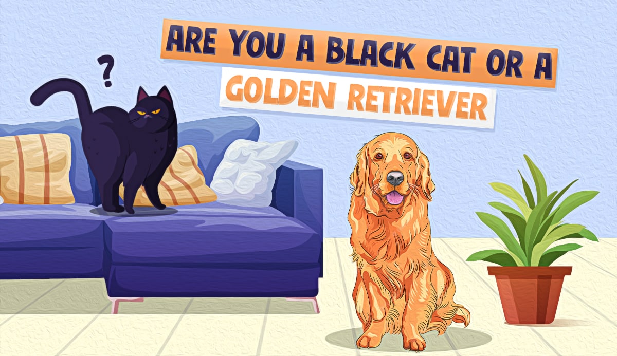 black cat or golden retriever quiz