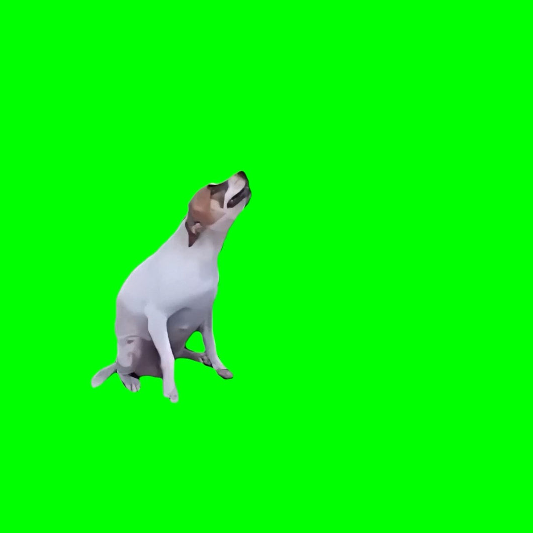 dog dancing meme