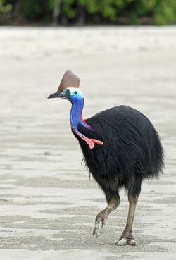 cassowary wiki