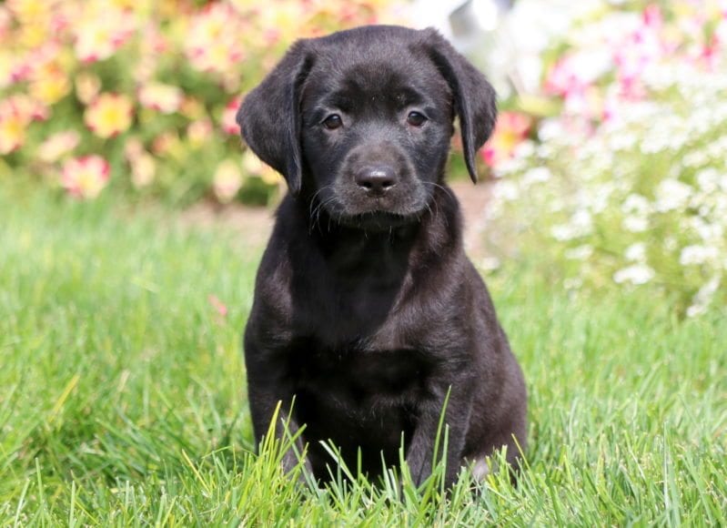 black labrador for sale