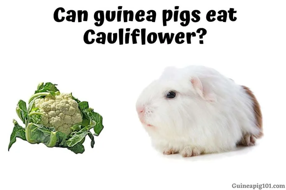 do guinea pigs eat cauliflower