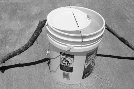 bucket mouse trap diy