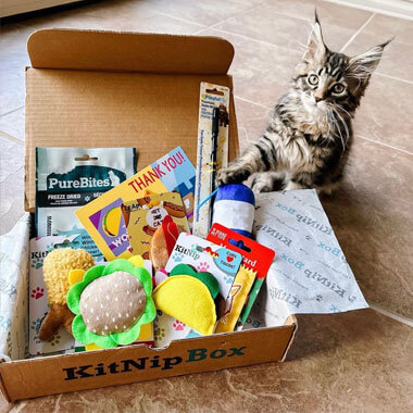 kitnipbox