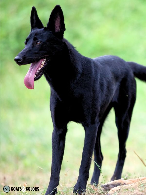 black malinois