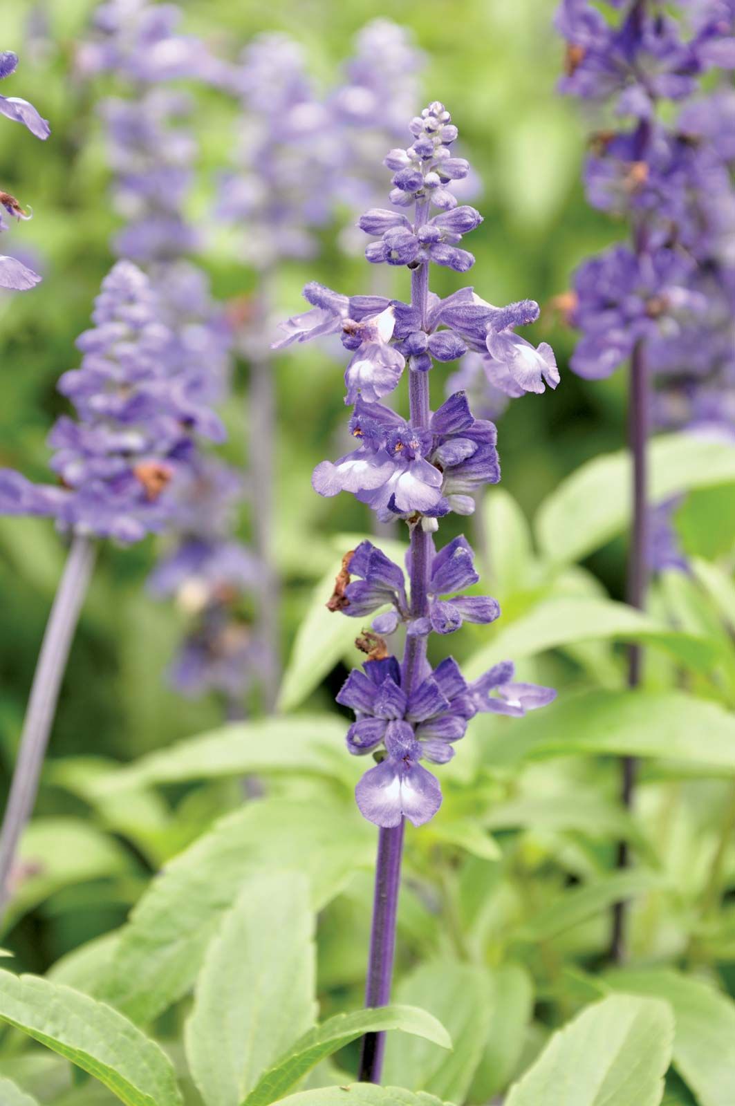 salvia divinorum india