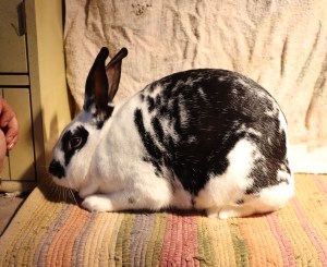 new zealand rabbits for sale