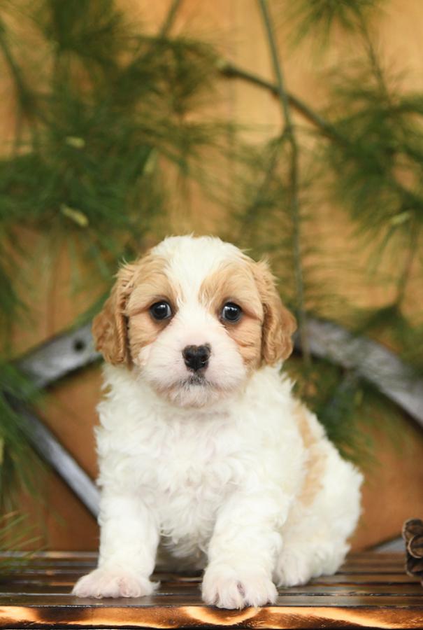 cavachons for sale near me