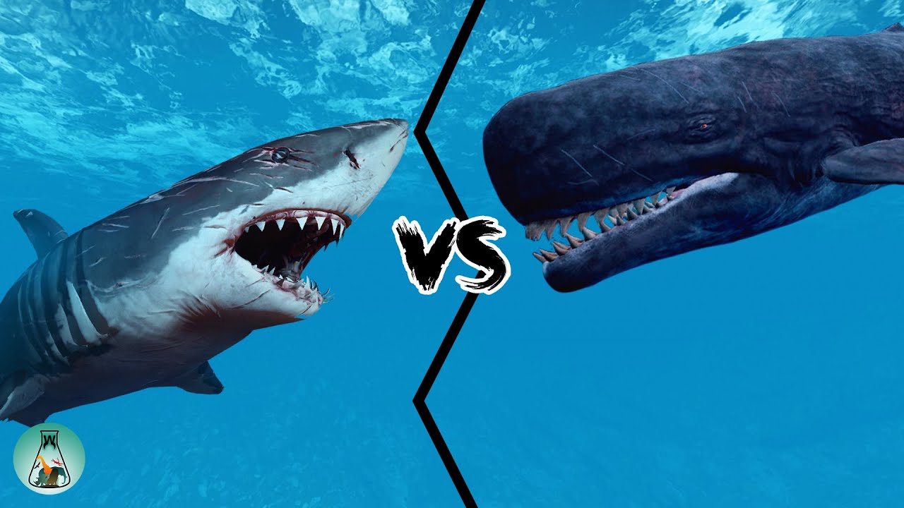 livyatan melvillei vs megalodon