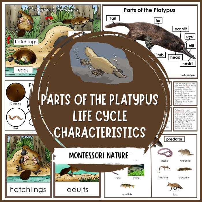 life cycle of the platypus