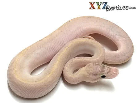 ivory ball python