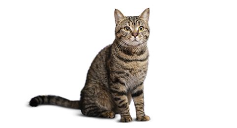 cat breed dsh