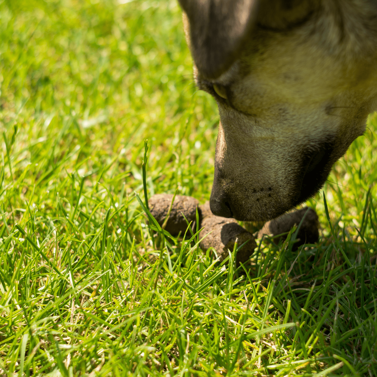 rabbit droppings dogs eating