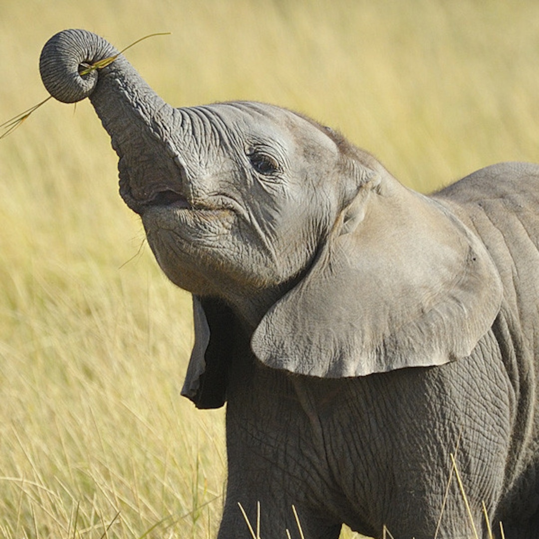 pictures of cute elephants