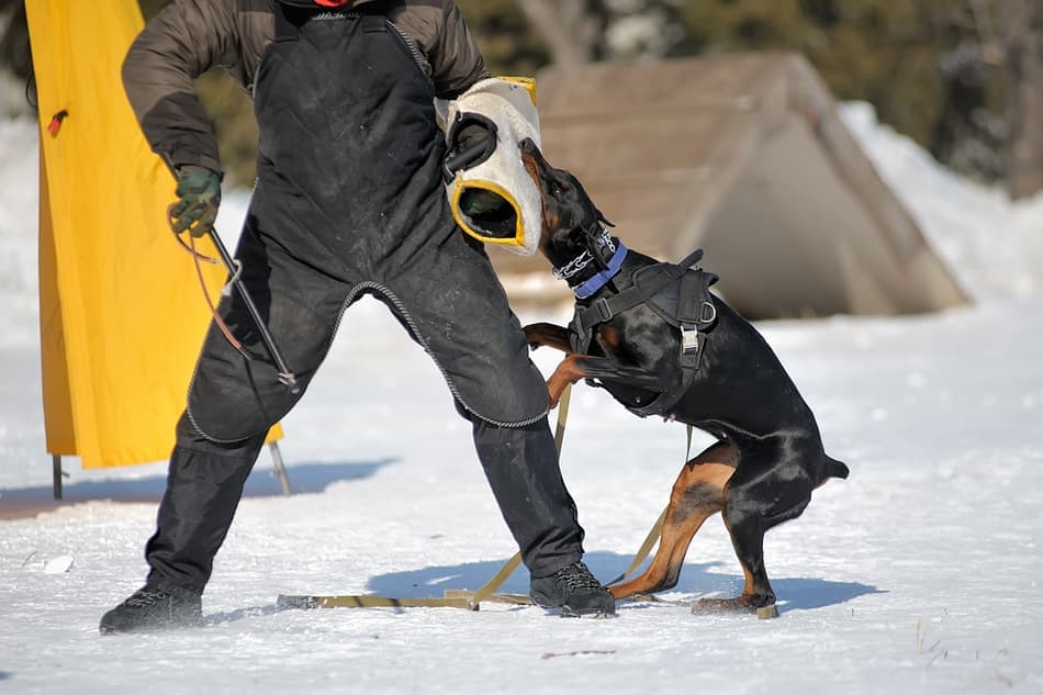 doberman biting force