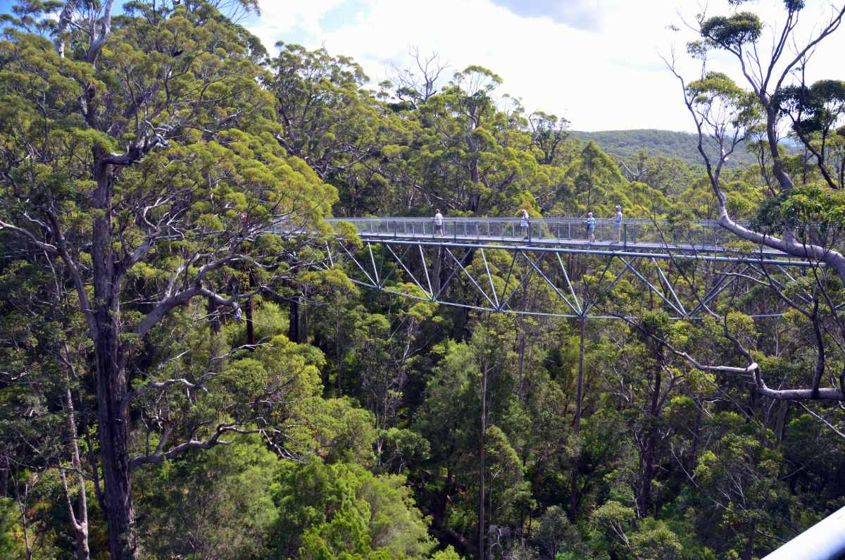 valley of the giants tree top walk reviews