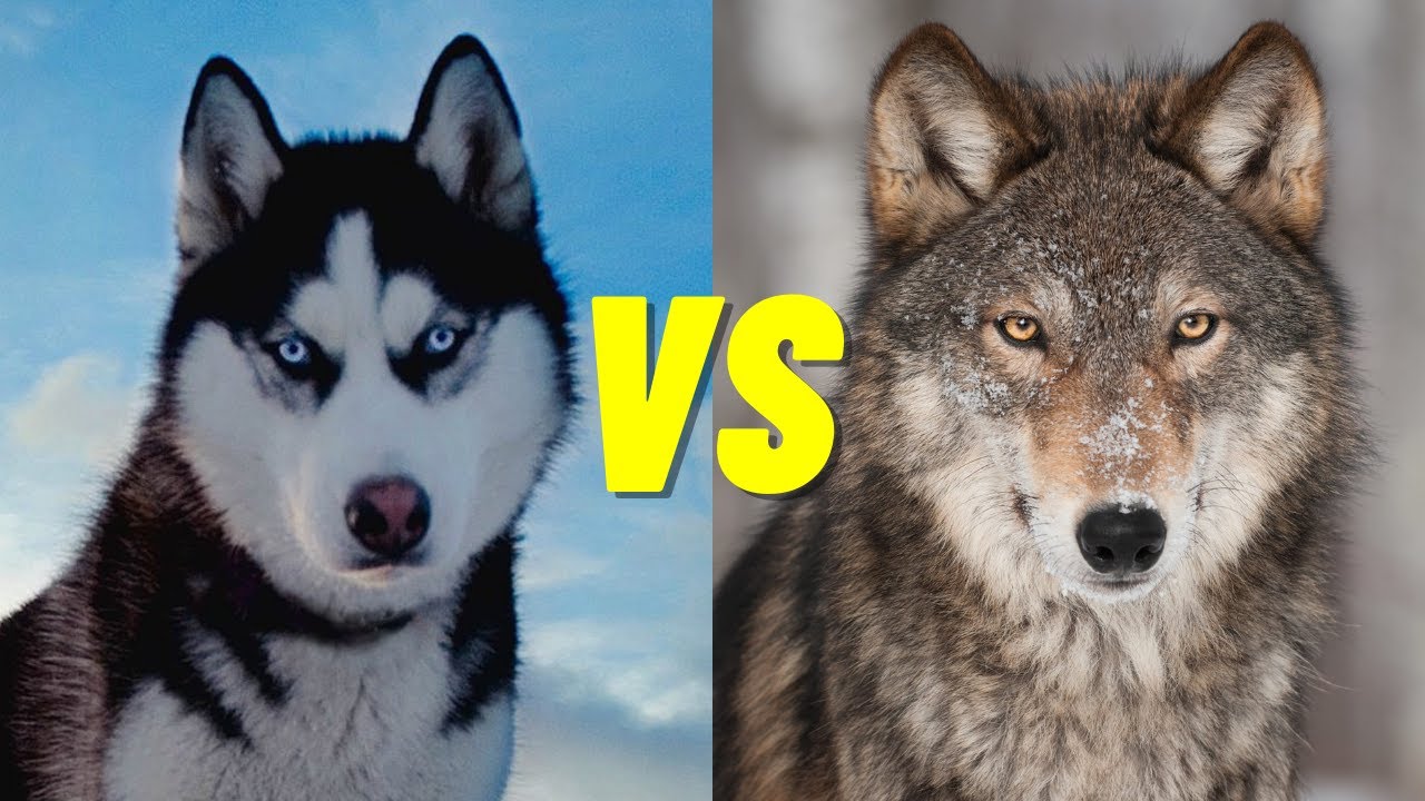 husky vs wolfdog