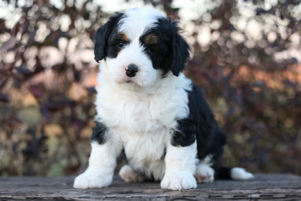 bernedoodle puppies for sale in michigan