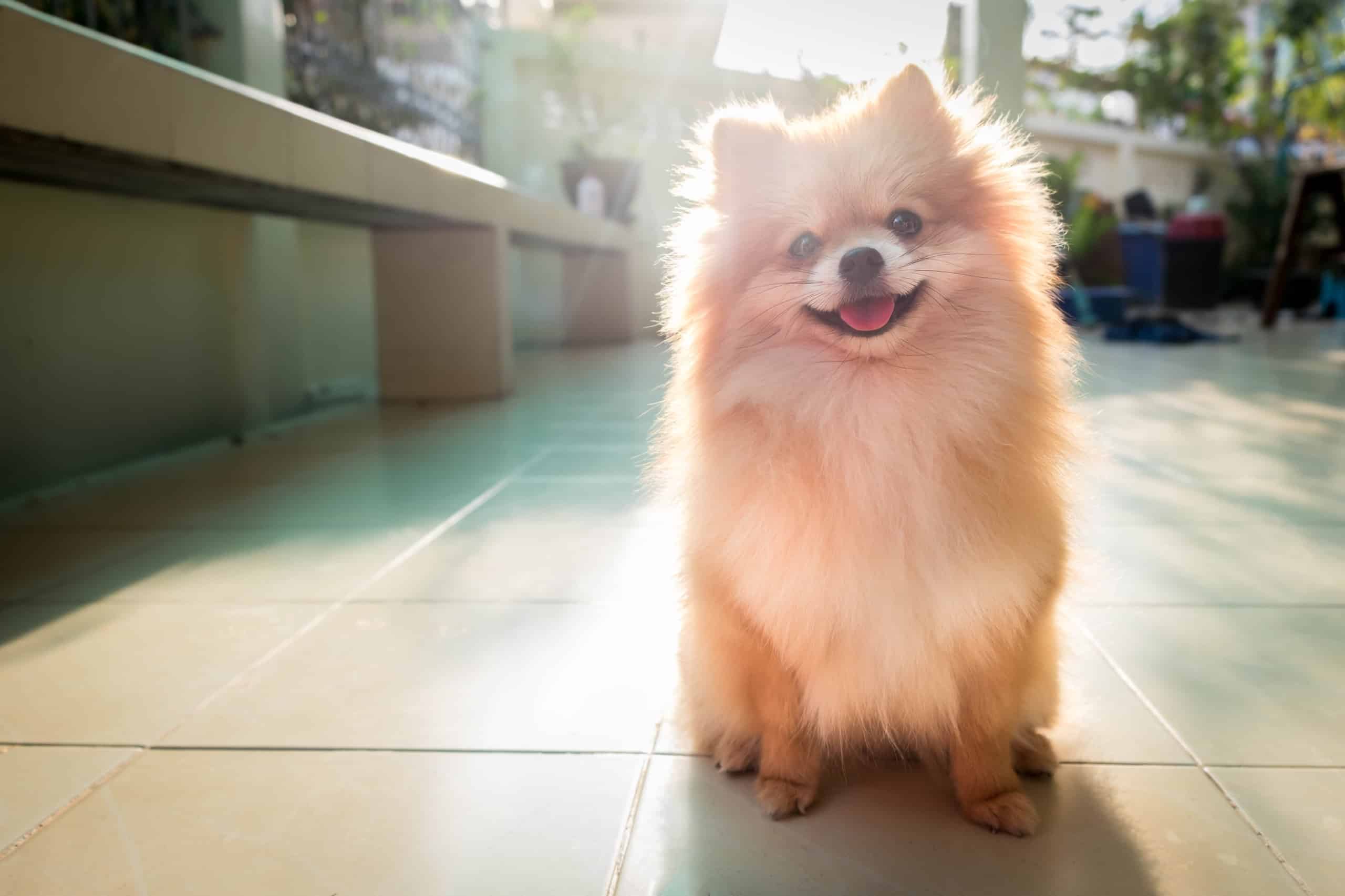 pomeranian life span