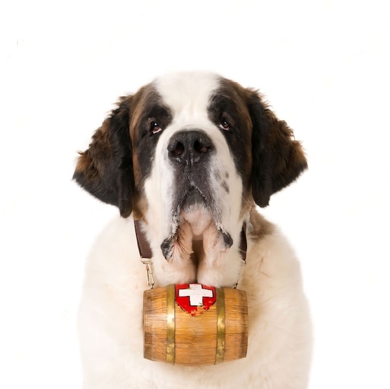 st bernard with a barrel