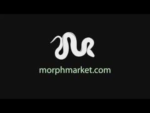 morph market