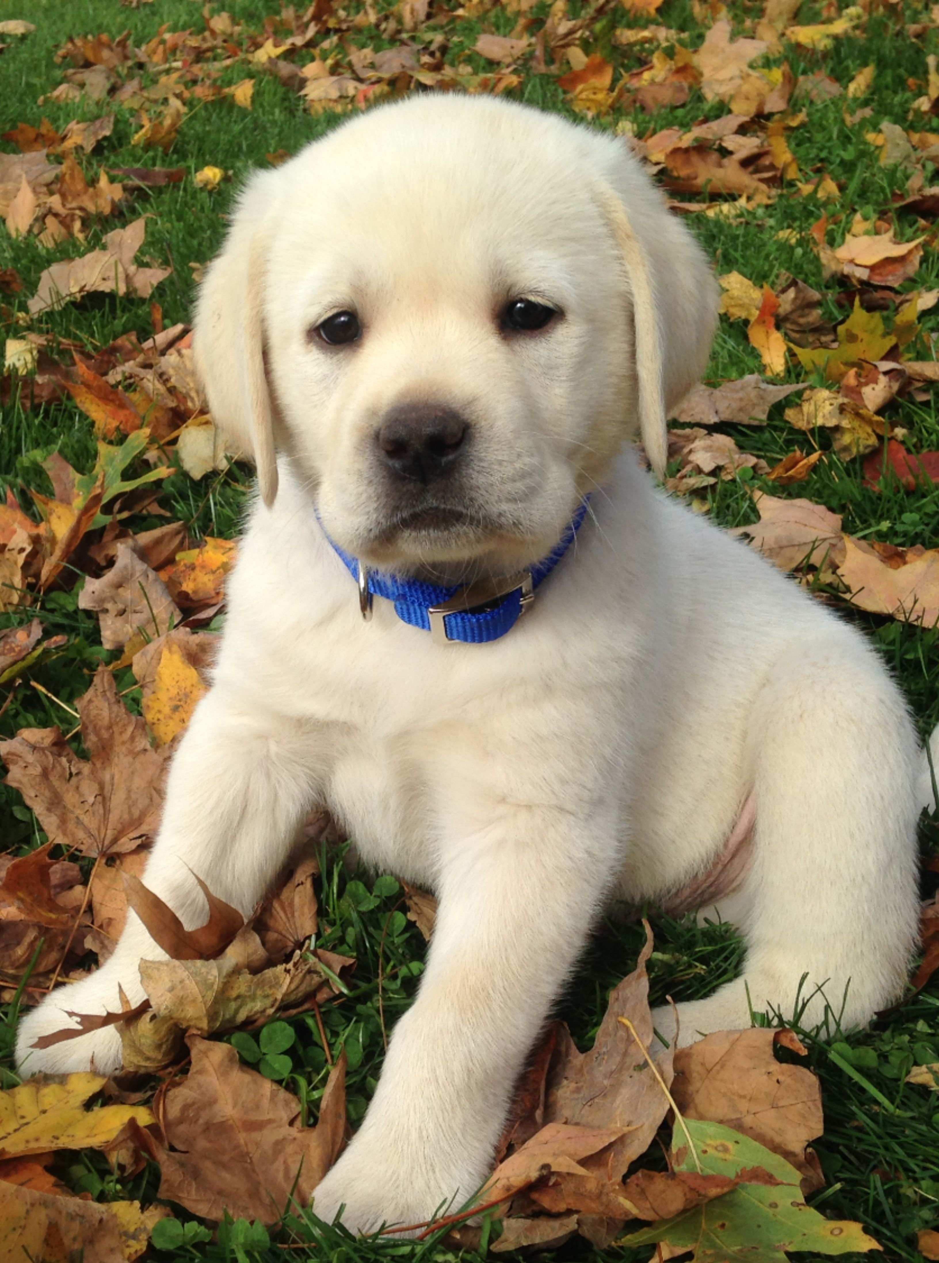 buy a labrador puppy