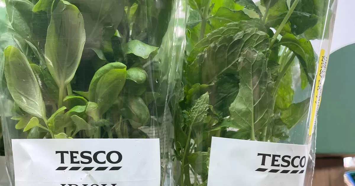 tesco fly trap