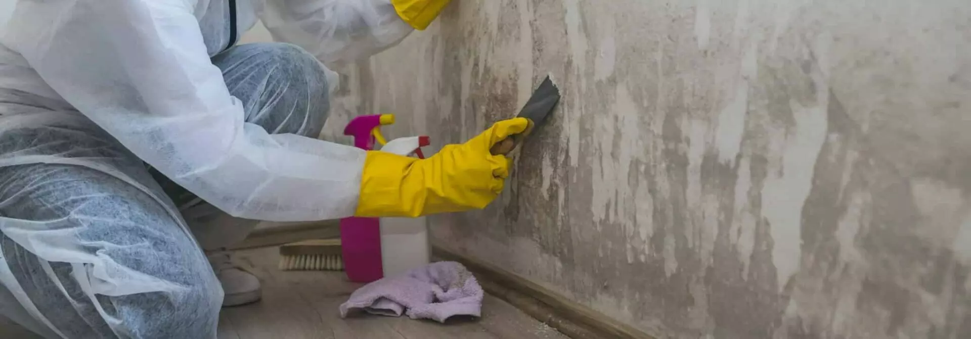 mold remediation near me reviews