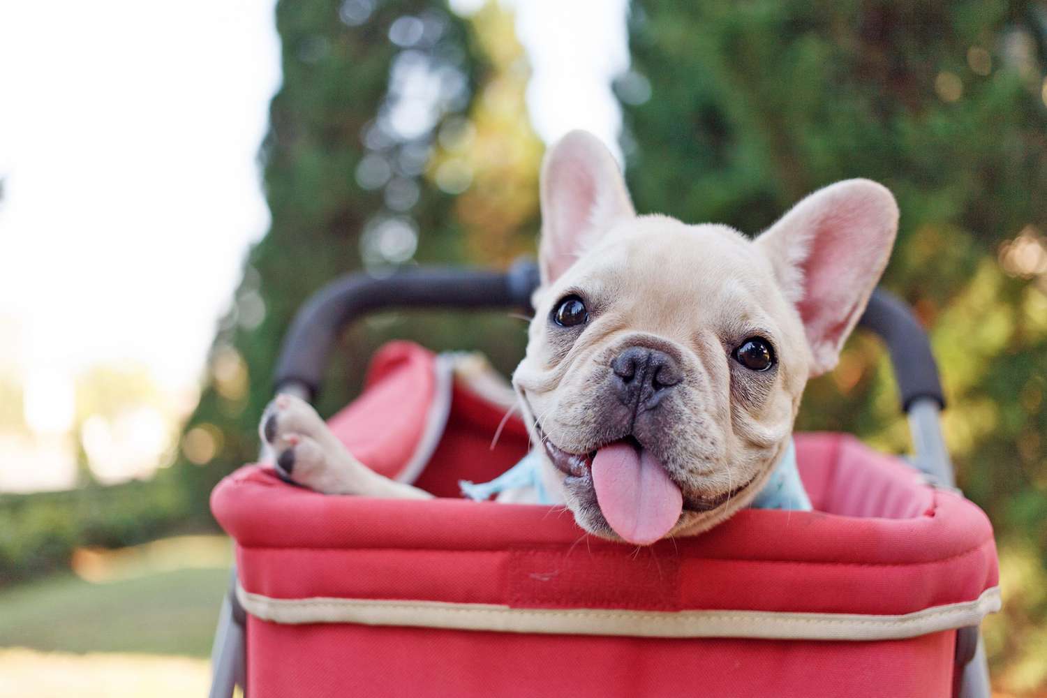 cute french bulldog