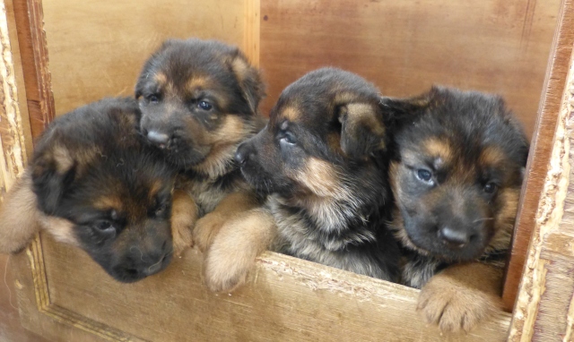 german shepherd puppy price in india