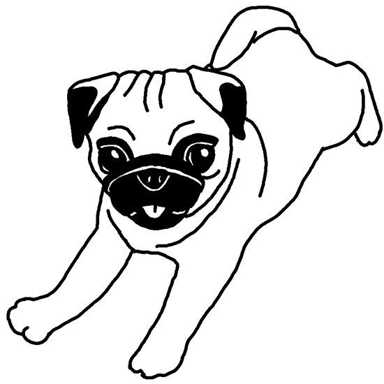 perros pug en dibujo