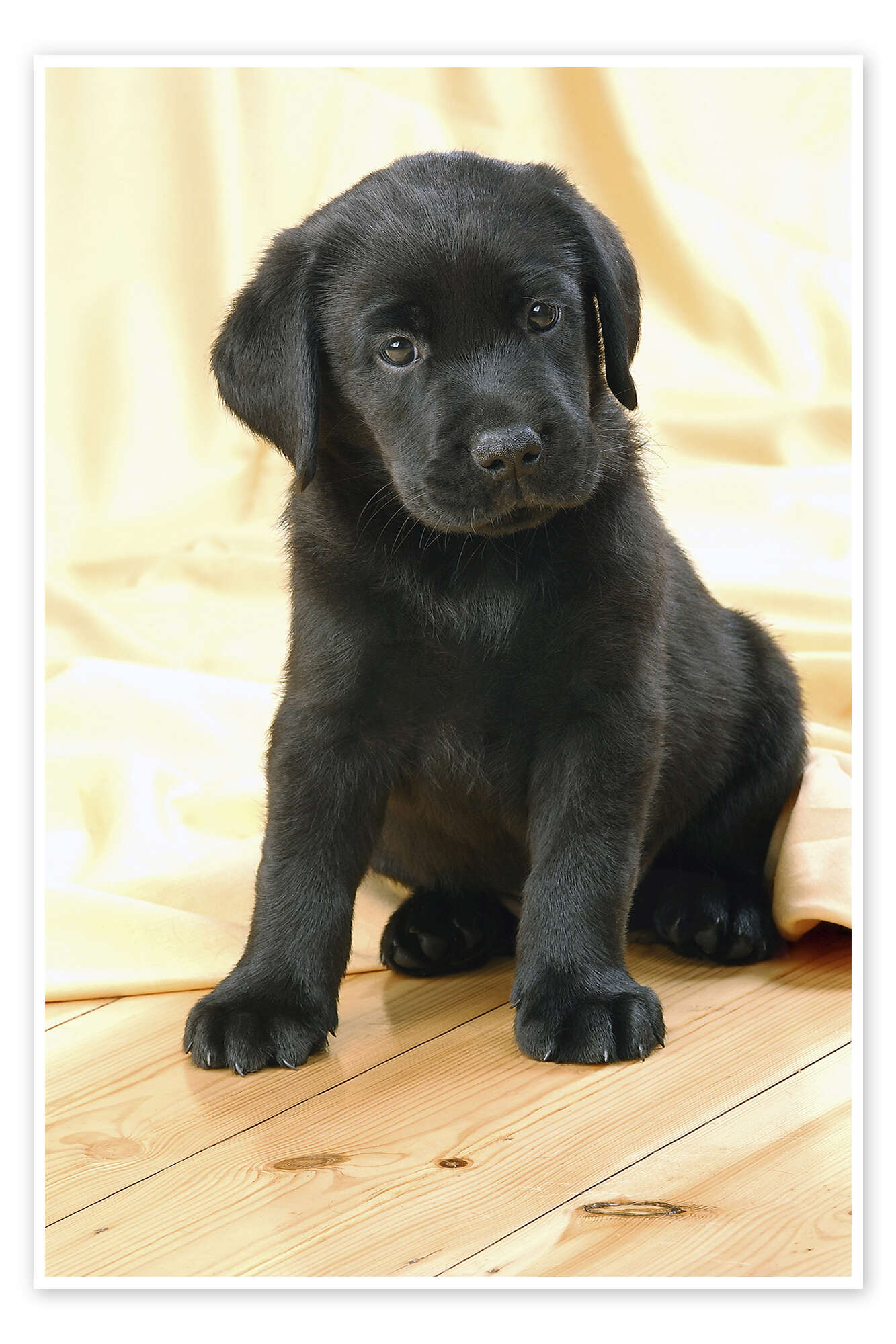 lab pups