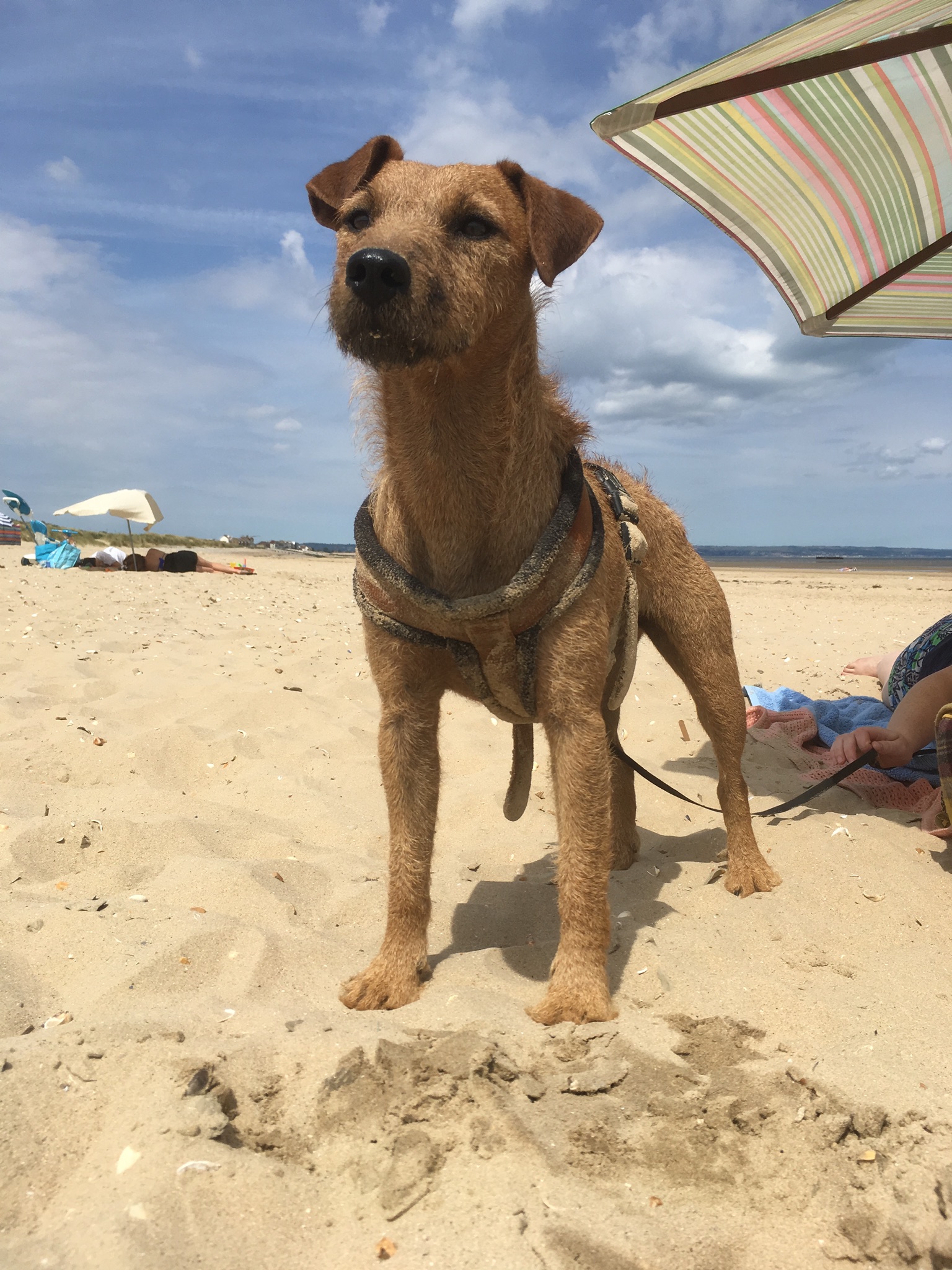 patterdale terrier brown