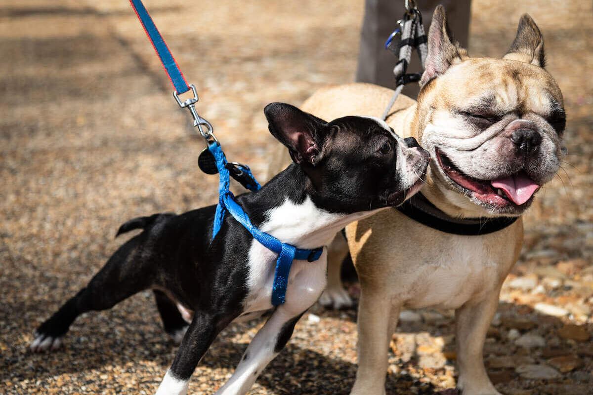 boston terrier versus french bulldog