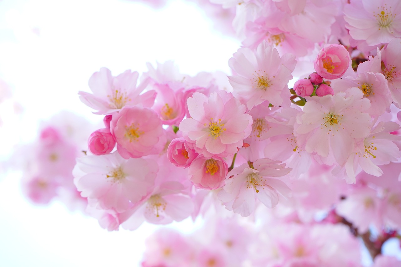 cherry blossom images free