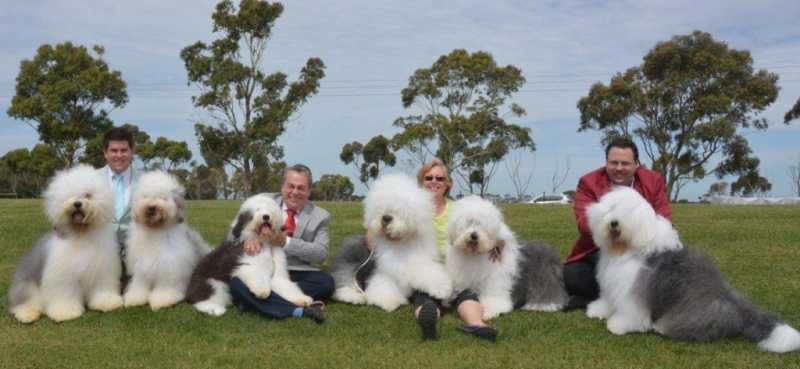 beaconsfield pet resort