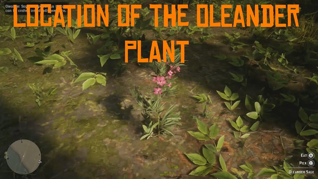 oleander sage rdr2