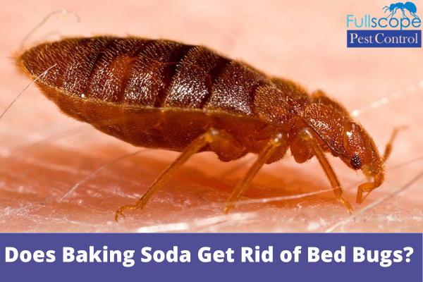 does baking soda kill bed bugs