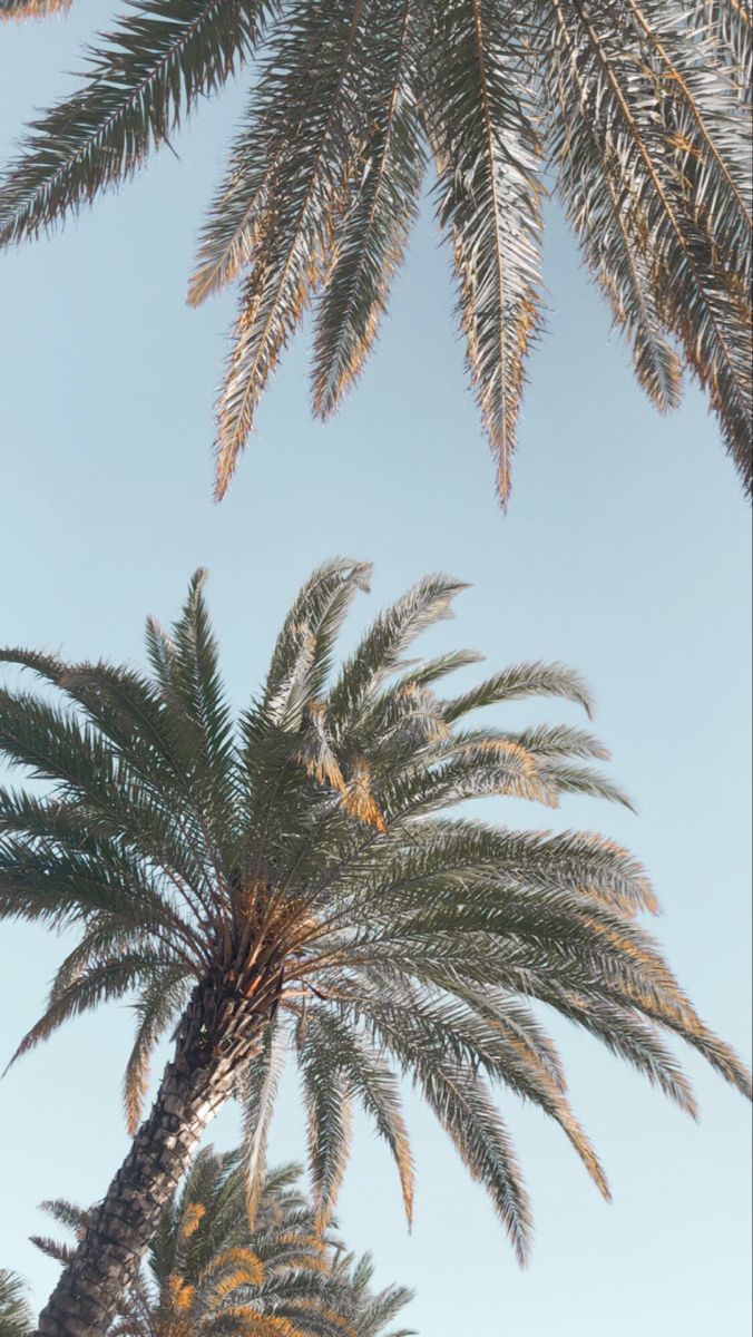 aesthetic palm tree wallpaper