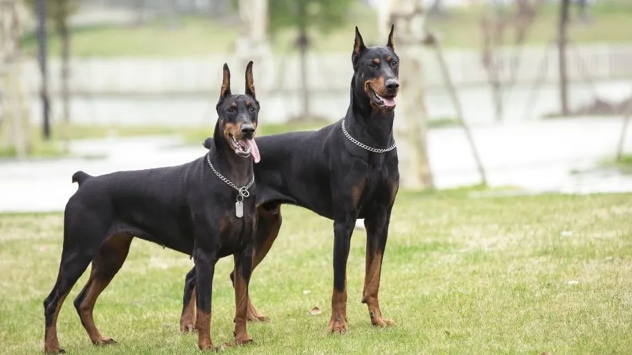 doberman images