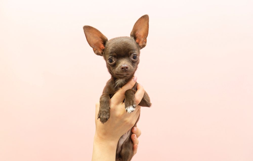 teacup chihuahua