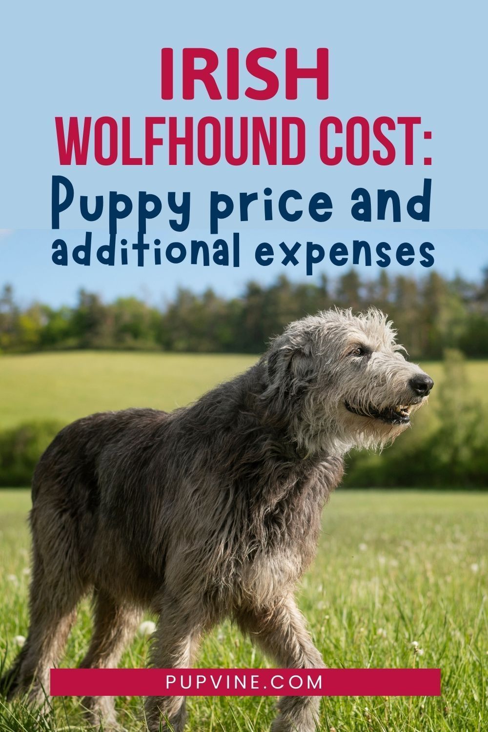 irish wolfhound puppy price