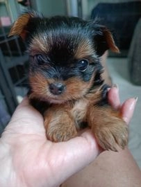 puppies for sale uk