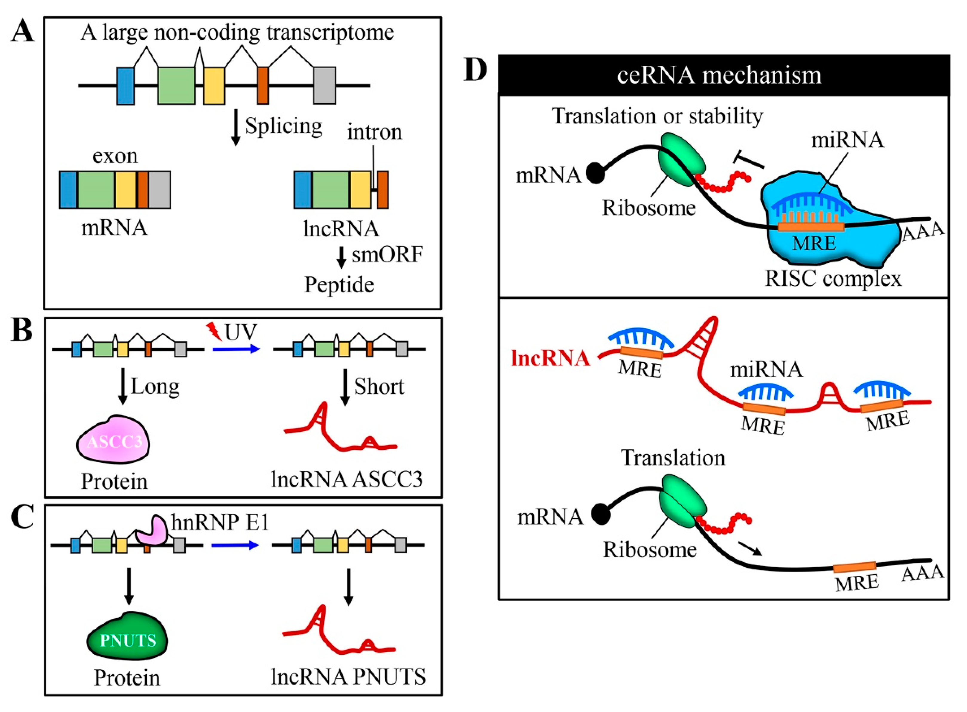 long non coding rna