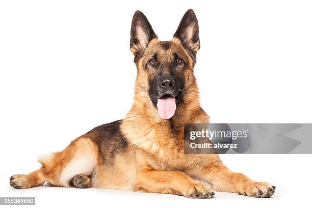 german shepherd dog photos