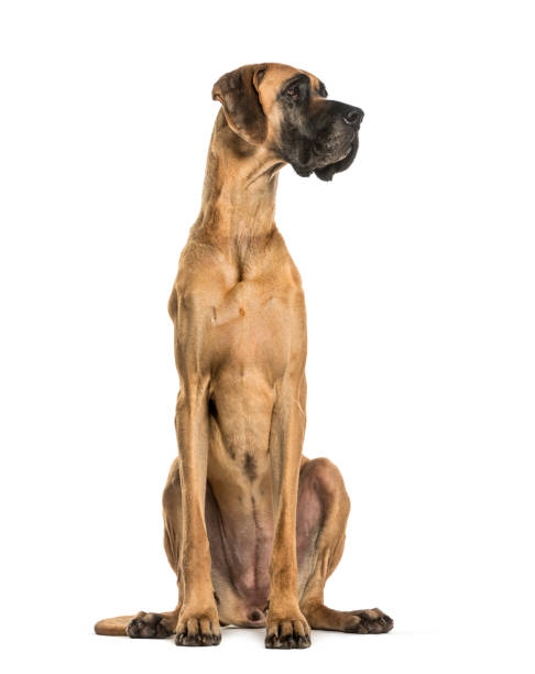 great dane brown