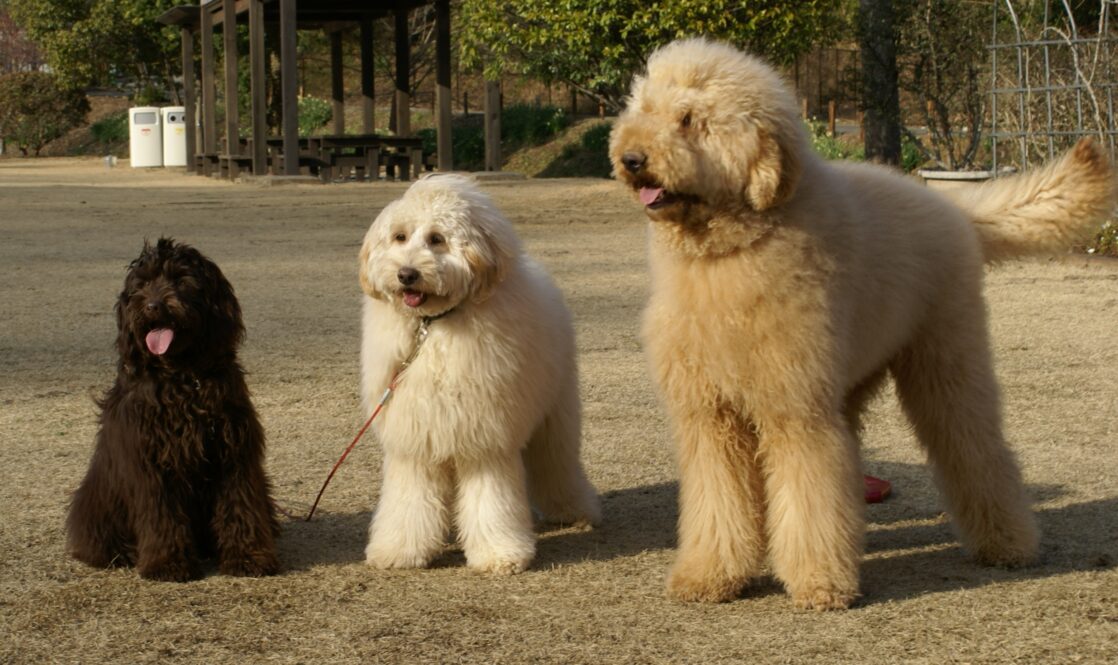 medium labradoodle size