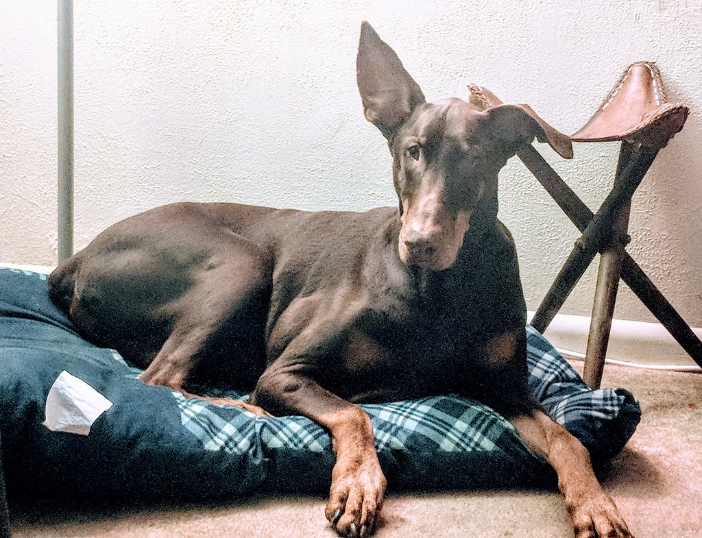 natural ears doberman