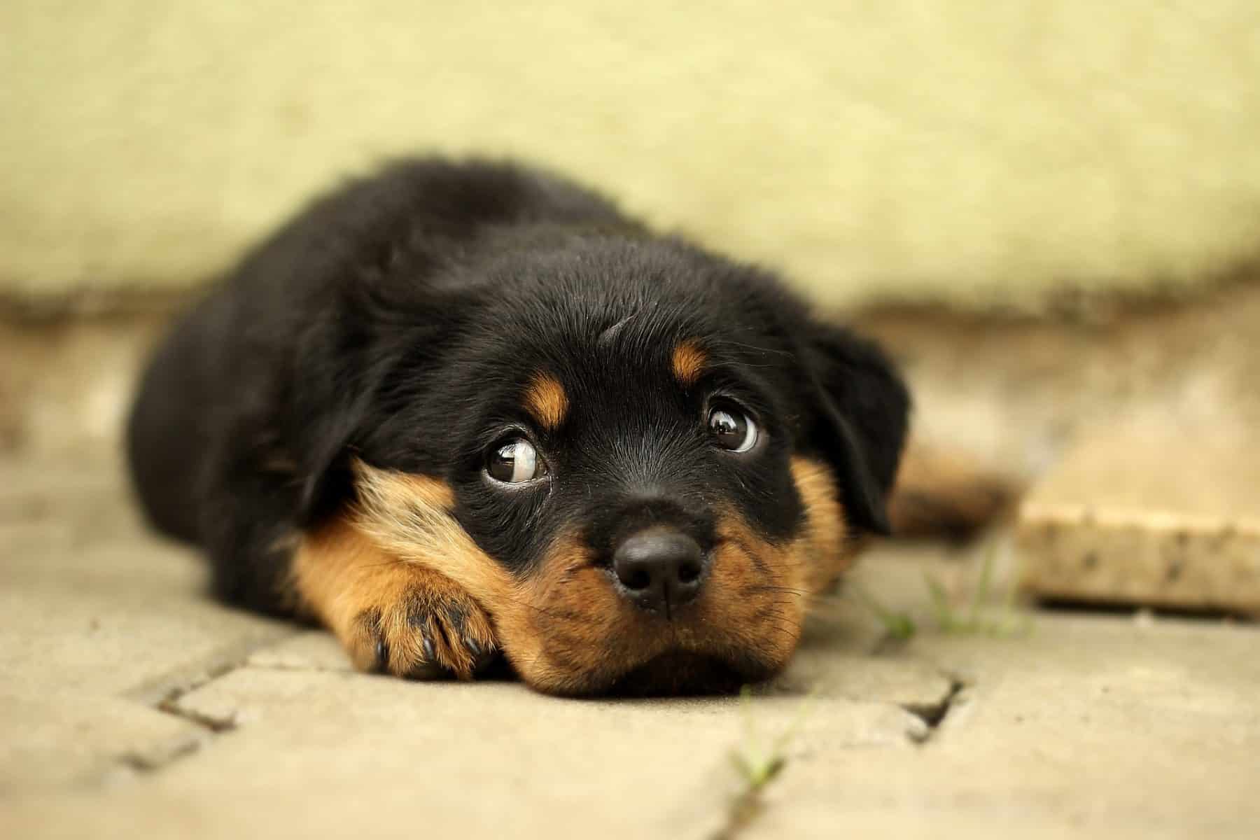 rottie pup