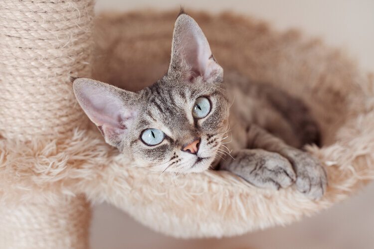 devon rex price