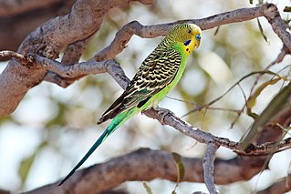 budgerigar in hindi